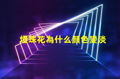 燈珠花為什么顏色變淡