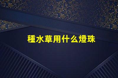 種水草用什么燈珠